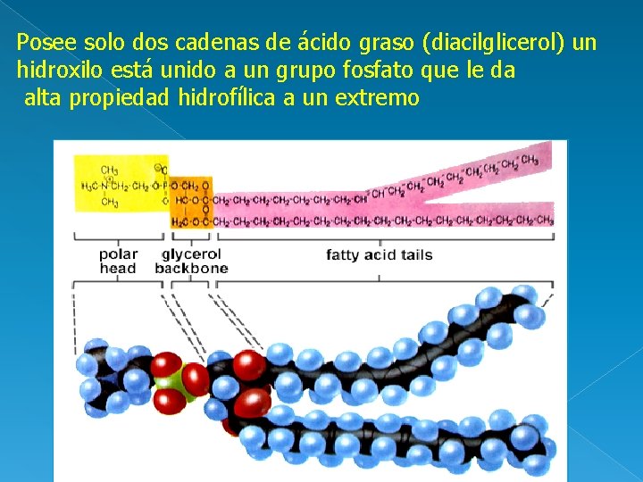Posee solo dos cadenas de ácido graso (diacilglicerol) un hidroxilo está unido a un