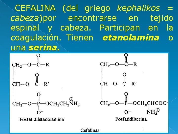 CEFALINA (del griego kephalikos = cabeza)por encontrarse en tejido espinal y cabeza. Participan en