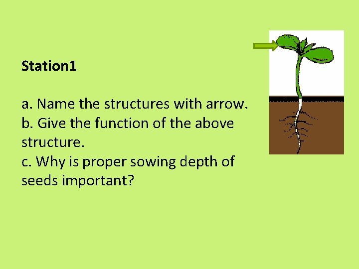 Station 1 a. Name the structures with arrow. b. Give the function of the Station 1 a. Name the structures with arrow. b. Give the function of the