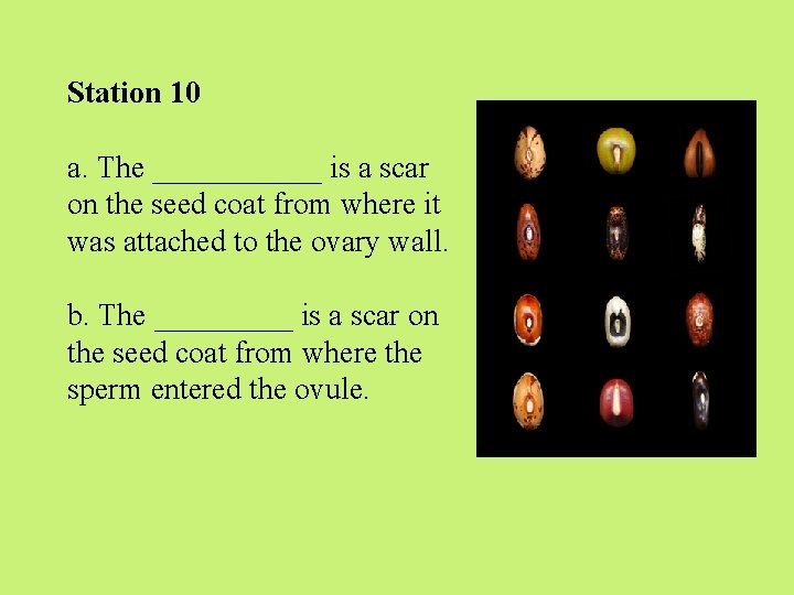 Station 10 a. The ______ is a scar on the seed coat from where Station 10 a. The ______ is a scar on the seed coat from where