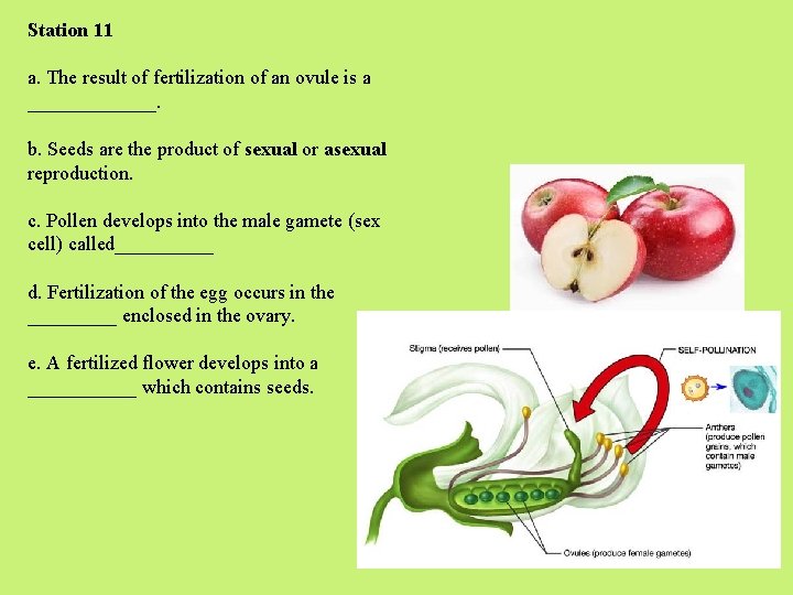 Station 11 a. The result of fertilization of an ovule is a _______. b. Station 11 a. The result of fertilization of an ovule is a _______. b.
