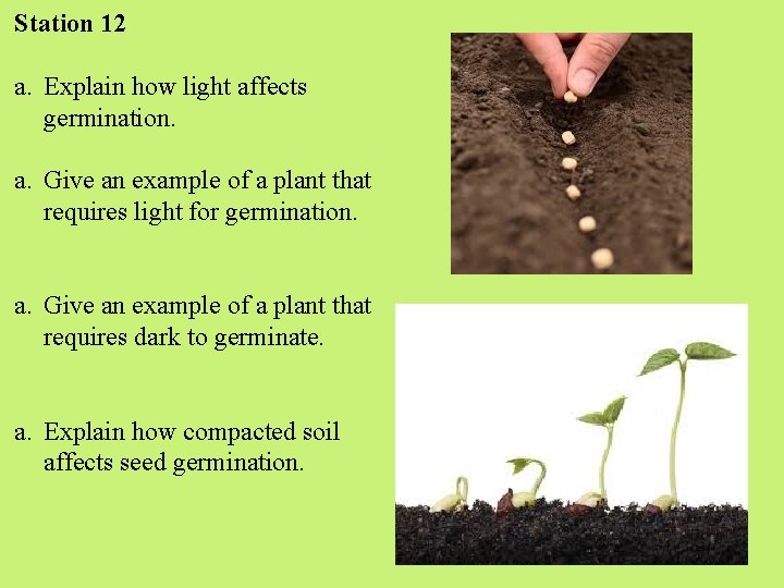 Station 12 a. Explain how light affects germination. a. Give an example of a Station 12 a. Explain how light affects germination. a. Give an example of a