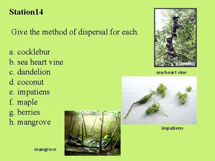 Station 14 Give the method of dispersal for each. a. cocklebur b. sea heart Station 14 Give the method of dispersal for each. a. cocklebur b. sea heart