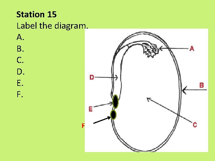 Station 15 Label the diagram. A. B. C. D. E. F. F Station 15 Label the diagram. A. B. C. D. E. F. F