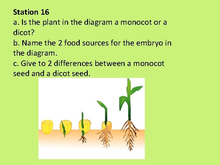 Station 16 a. Is the plant in the diagram a monocot or a dicot? Station 16 a. Is the plant in the diagram a monocot or a dicot?