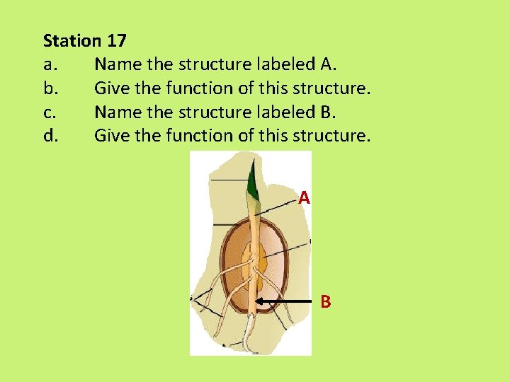 Station 17 a. Name the structure labeled A. b. Give the function of this Station 17 a. Name the structure labeled A. b. Give the function of this