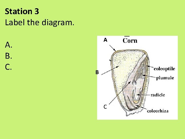 Station 3 Label the diagram. A. B. C. A B C Station 3 Label the diagram. A. B. C. A B C
