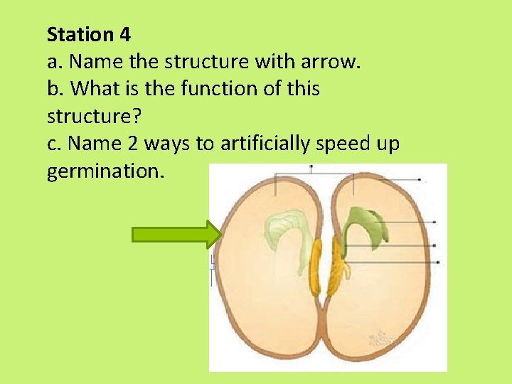 Station 4 a. Name the structure with arrow. b. What is the function of Station 4 a. Name the structure with arrow. b. What is the function of