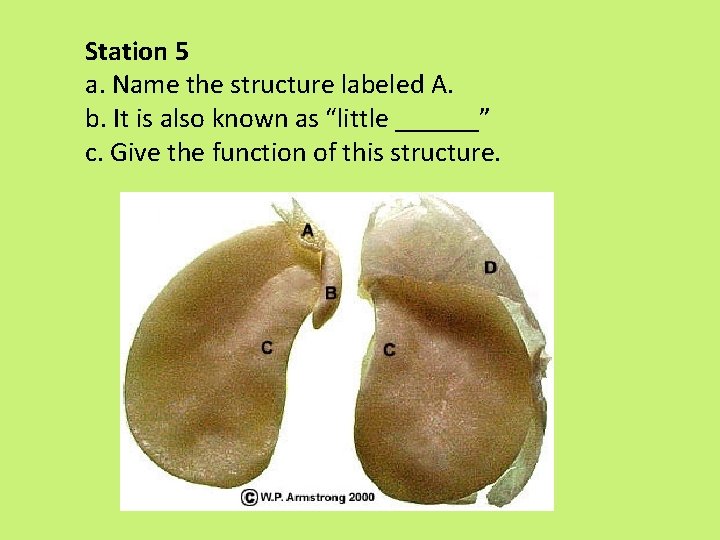 Station 5 a. Name the structure labeled A. b. It is also known as Station 5 a. Name the structure labeled A. b. It is also known as