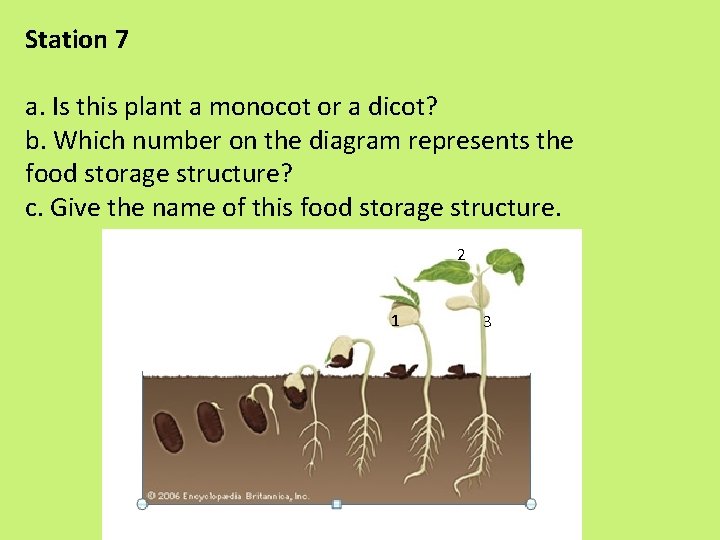 Station 7 a. Is this plant a monocot or a dicot? b. Which number Station 7 a. Is this plant a monocot or a dicot? b. Which number