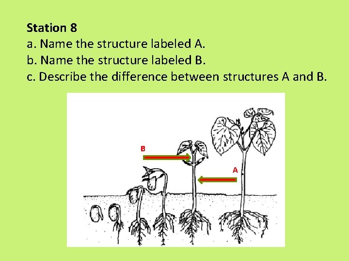 Station 8 a. Name the structure labeled A. b. Name the structure labeled B. Station 8 a. Name the structure labeled A. b. Name the structure labeled B.