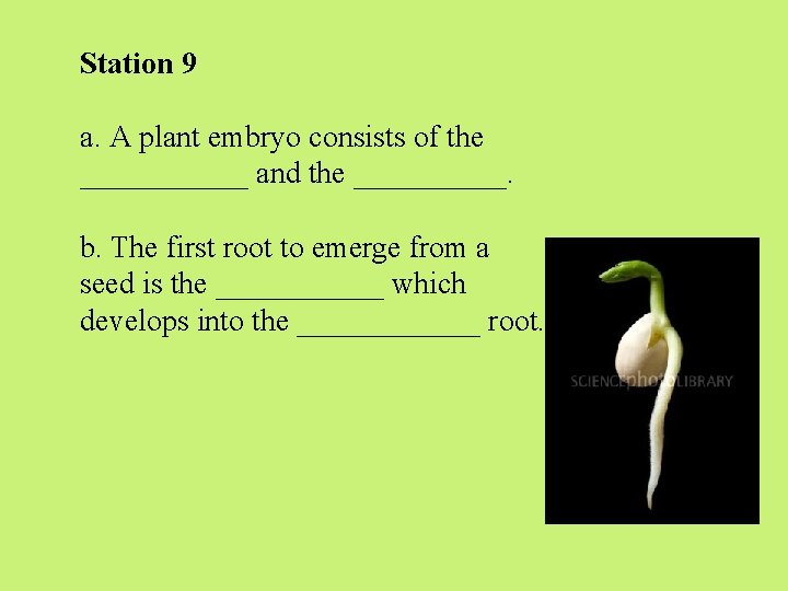 Station 9 a. A plant embryo consists of the ______ and the _____. b. Station 9 a. A plant embryo consists of the ______ and the _____. b.