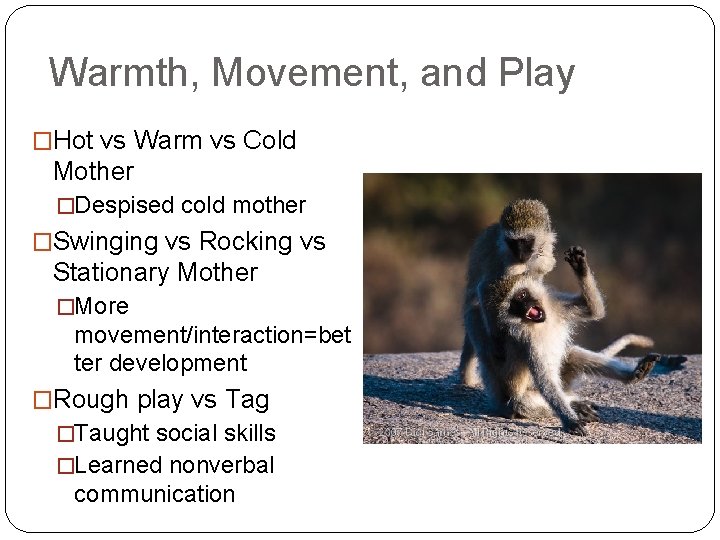 Warmth, Movement, and Play �Hot vs Warm vs Cold Mother �Despised cold mother �Swinging