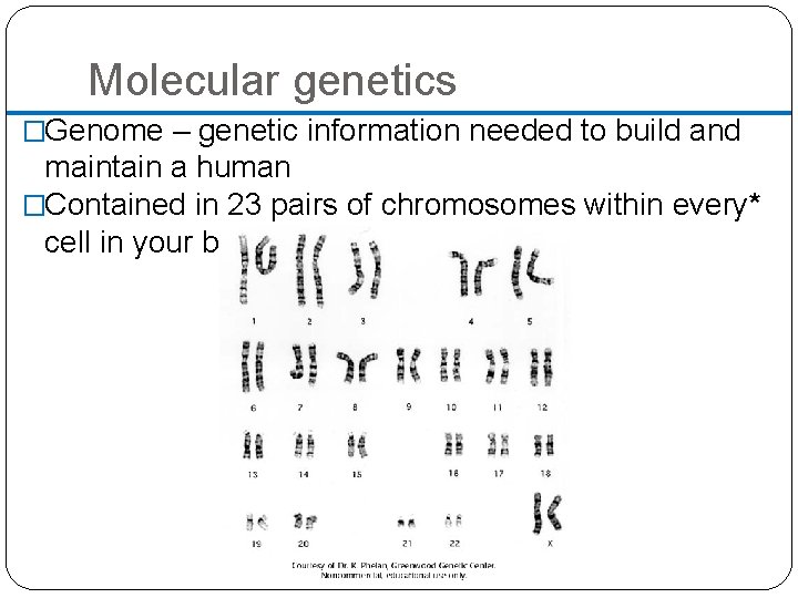 Molecular genetics �Genome – genetic information needed to build and maintain a human �Contained