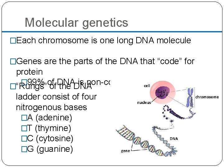 Molecular genetics �Each chromosome is one long DNA molecule �Genes are the parts of