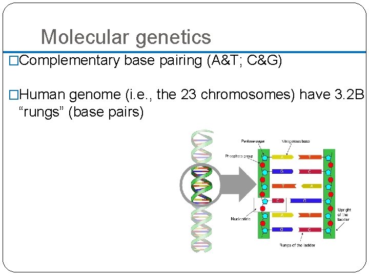 Molecular genetics �Complementary base pairing (A&T; C&G) �Human genome (i. e. , the 23