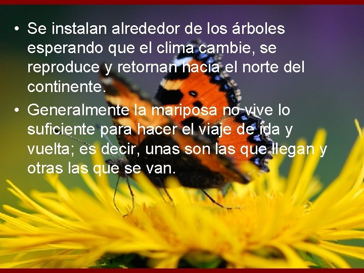  • Se instalan alrededor de los árboles esperando que el clima cambie, se