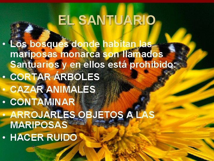 EL SANTUARIO • Los bosques donde habitan las mariposas monarca son llamados Santuarios y