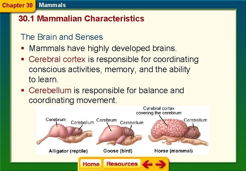 Chapter 30 Mammals 30. 1 Mammalian Characteristics The Brain and Senses § Mammals have