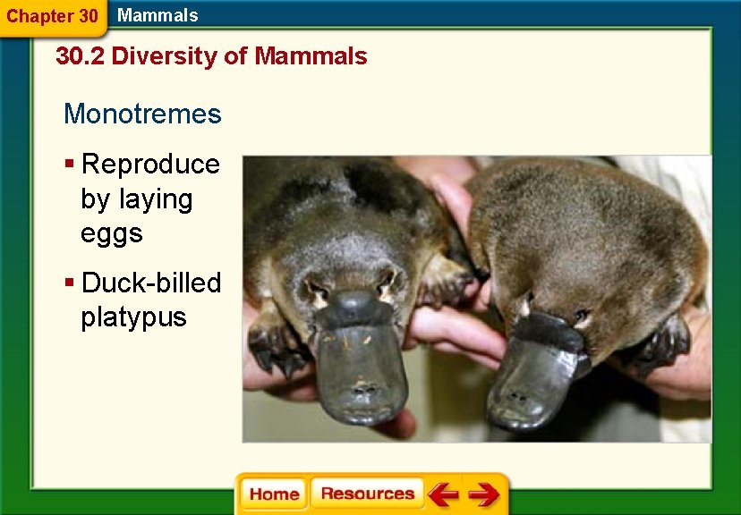 Chapter 30 Mammals 30. 2 Diversity of Mammals Monotremes § Reproduce by laying eggs