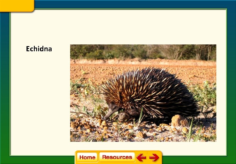 Echidna 