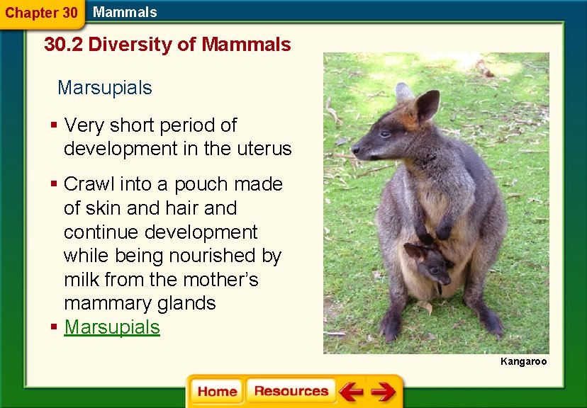 Chapter 30 Mammals 30. 2 Diversity of Mammals Marsupials § Very short period of