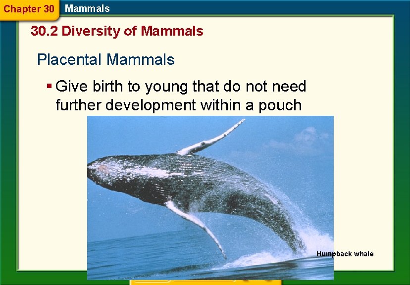 Chapter 30 Mammals 30. 2 Diversity of Mammals Placental Mammals § Give birth to