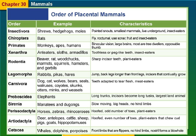 Chapter 30 Mammals 30. 2 Diversity of Mammals 