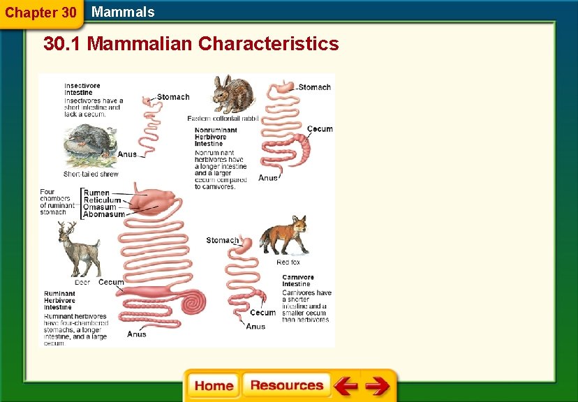 Chapter 30 Mammals 30. 1 Mammalian Characteristics 