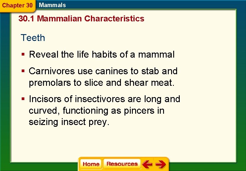 Chapter 30 Mammals 30. 1 Mammalian Characteristics Teeth § Reveal the life habits of
