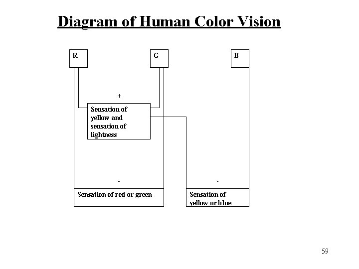 Diagram of Human Color Vision R G B + Sensation of yellow and sensation