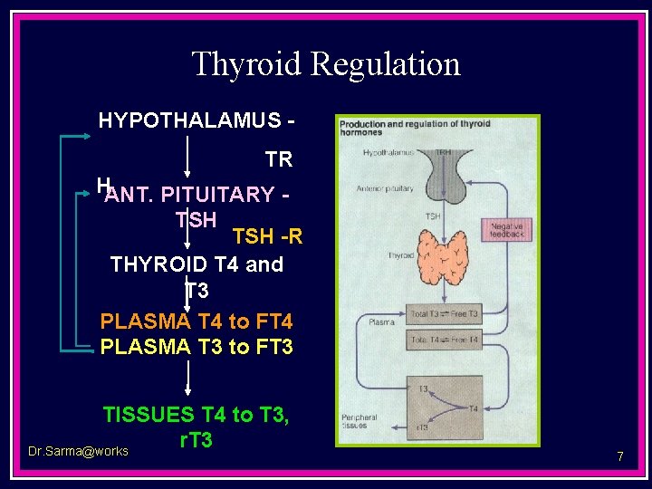 Thyroid Regulation HYPOTHALAMUS TR HANT. PITUITARY TSH -R THYROID T 4 and T 3