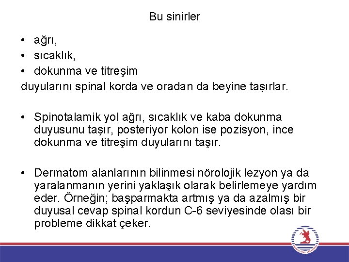Bu sinirler • ağrı, • sıcaklık, • dokunma ve titreşim duyularını spinal korda ve