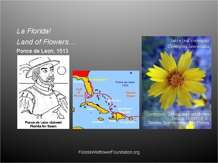 La Florida! Land of Flowers… lance leaf coreopsis Coreopsis lanceolata Ponce de Leon, 1513