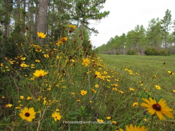 Florida. Wildflower. Foundation. org 