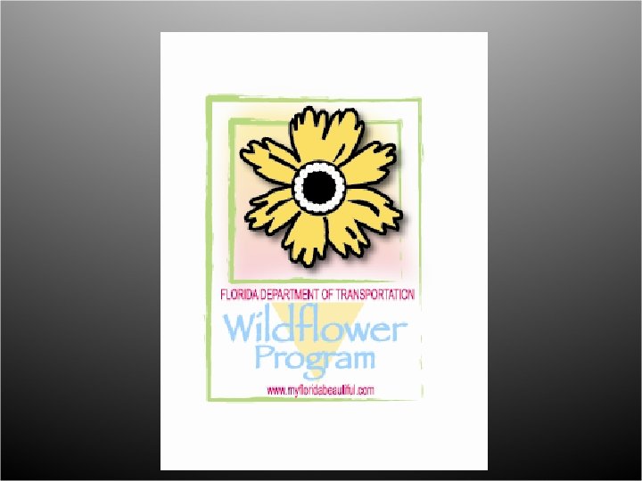 Florida. Wildflower. Foundation. org 