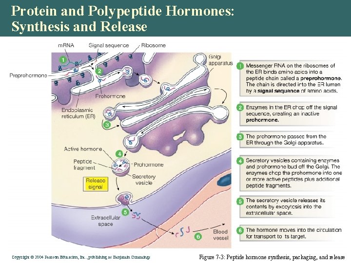 Protein and Polypeptide Hormones: Synthesis and Release Copyright © 2004 Pearson Education, Inc. ,