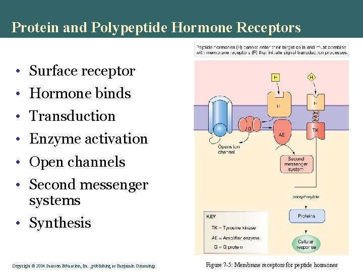 Protein and Polypeptide Hormone Receptors • Surface receptor • Hormone binds • Transduction •