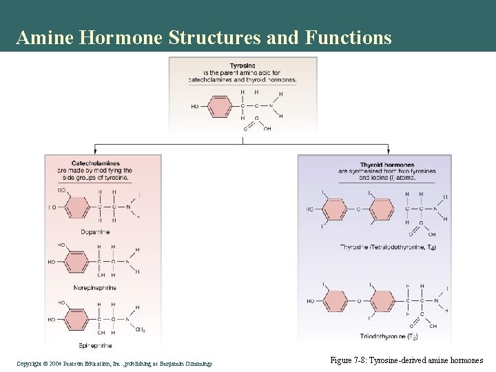 Amine Hormone Structures and Functions Copyright © 2004 Pearson Education, Inc. , publishing as