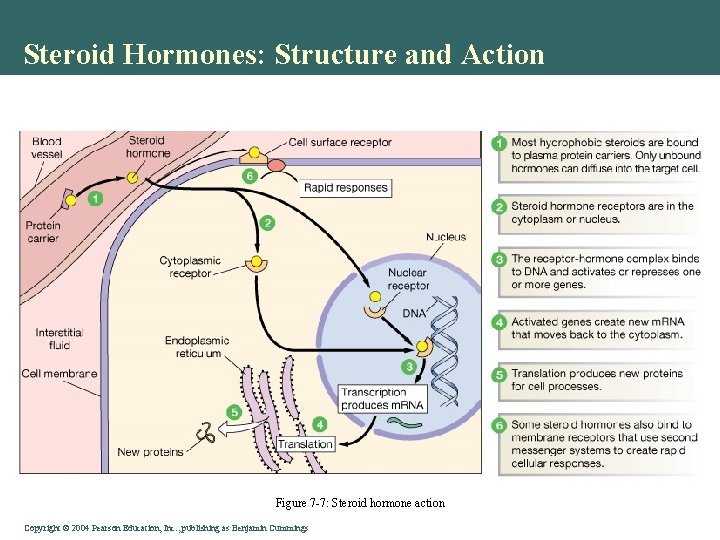 Steroid Hormones: Structure and Action Figure 7 -7: Steroid hormone action Copyright © 2004