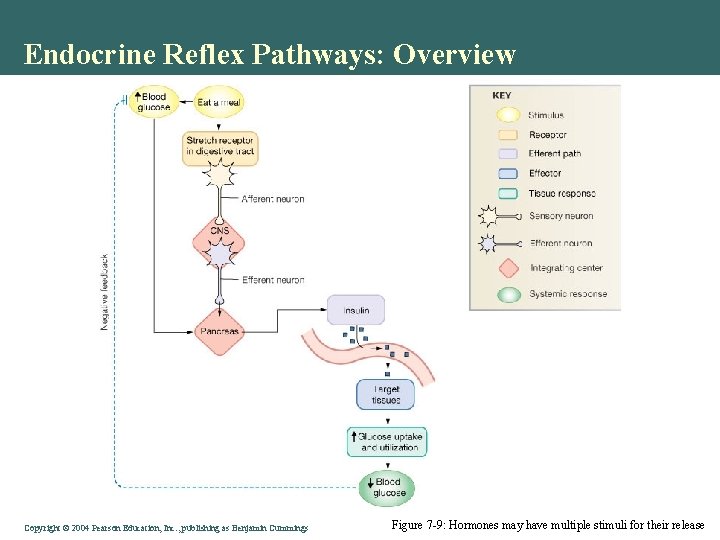 Endocrine Reflex Pathways: Overview Copyright © 2004 Pearson Education, Inc. , publishing as Benjamin