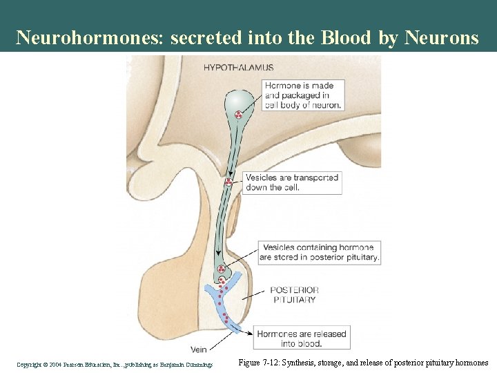 Neurohormones: secreted into the Blood by Neurons Copyright © 2004 Pearson Education, Inc. ,