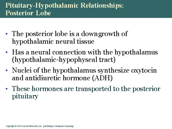 Pituitary-Hypothalamic Relationships: Posterior Lobe • The posterior lobe is a downgrowth of hypothalamic neural