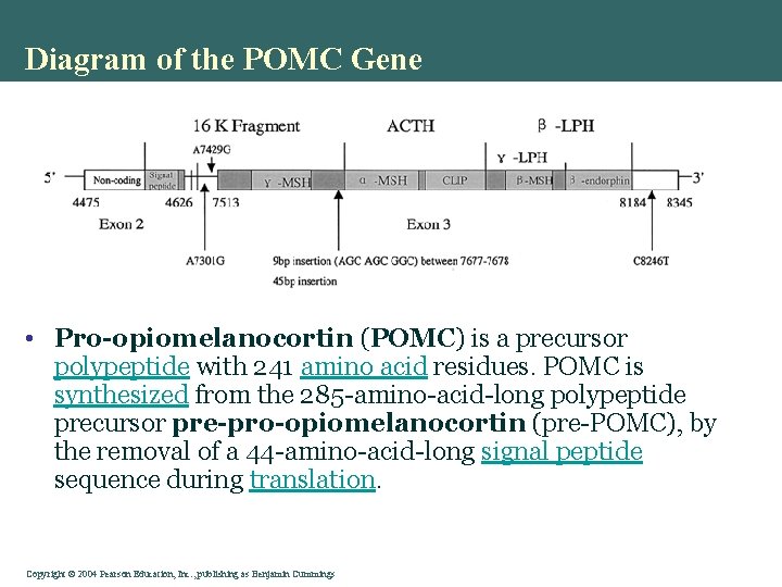 Diagram of the POMC Gene • Pro-opiomelanocortin (POMC) is a precursor polypeptide with 241