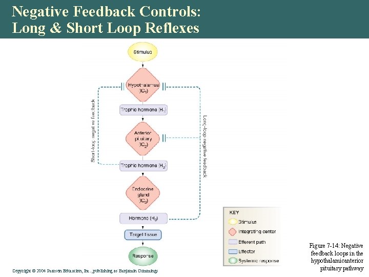 Negative Feedback Controls: Long & Short Loop Reflexes Copyright © 2004 Pearson Education, Inc.