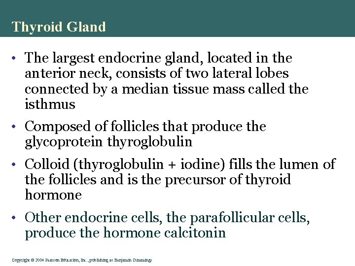 Thyroid Gland • The largest endocrine gland, located in the anterior neck, consists of