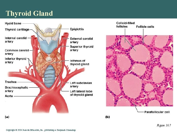 Thyroid Gland Figure 16. 7 Copyright © 2004 Pearson Education, Inc. , publishing as