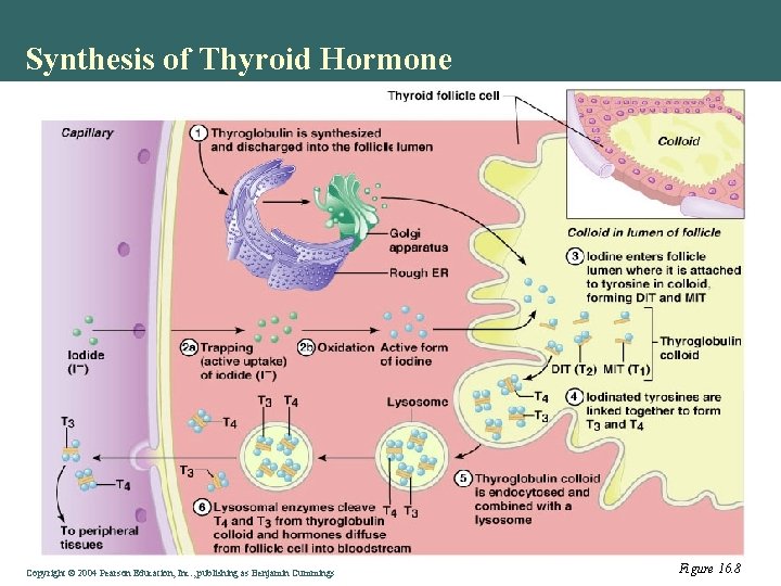 Synthesis of Thyroid Hormone Copyright © 2004 Pearson Education, Inc. , publishing as Benjamin