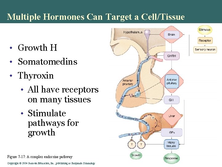 Multiple Hormones Can Target a Cell/Tissue • Growth H • Somatomedins • Thyroxin •