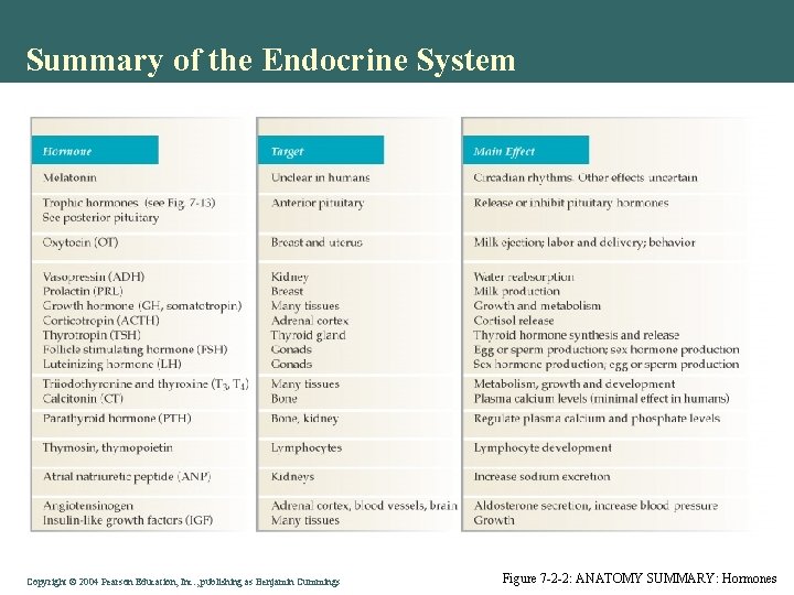 Summary of the Endocrine System Copyright © 2004 Pearson Education, Inc. , publishing as